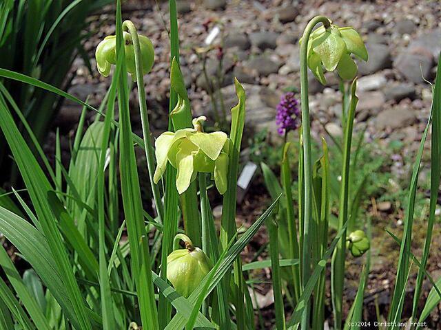 Sarracenia oreophila