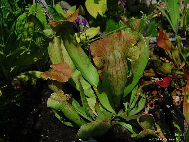 Sarracenia x catebaei
