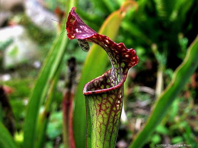 Sarracenia leucophylla
