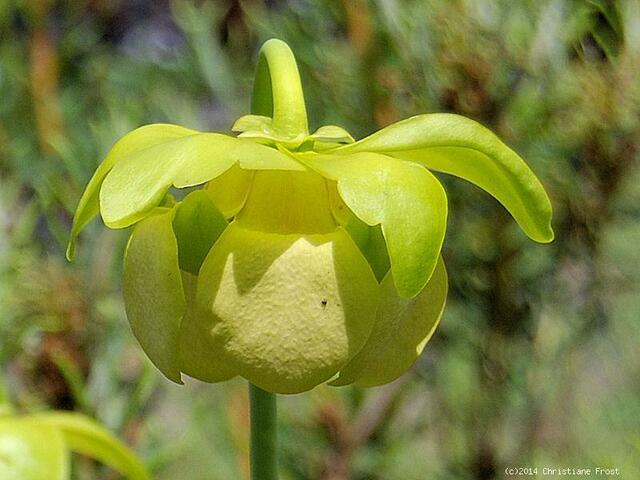Sarracenia purpurea ssp. purpurea f. heterophylla