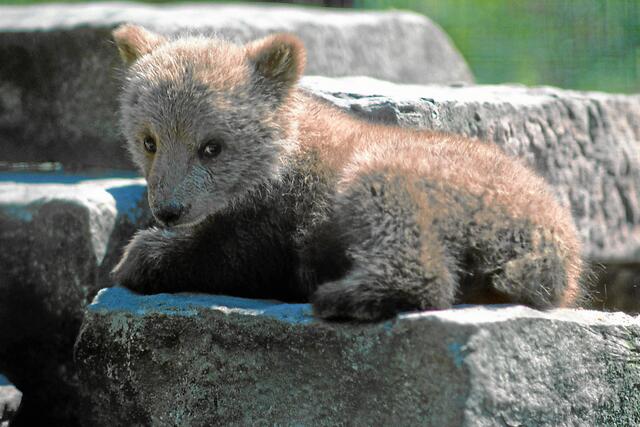 ... die Matratzen sind so fürchterlich hart. Bitte bringt mir, wenn ihr mich besuchen kommt, ein paar Kissen mit!" .......... (Da hilft ihm wohl auch kein Sonnenschein)