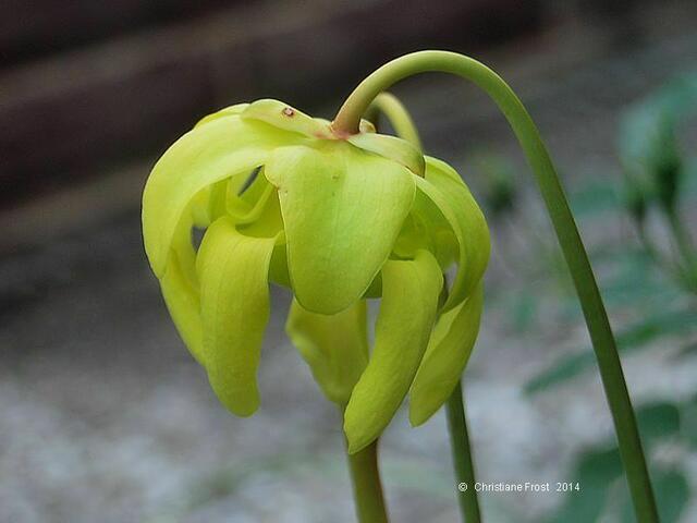 Sarracenia flava