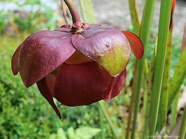 Sarracenia purpurea ssp. purpurea