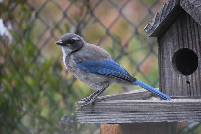 am Vogelhaus meiner Schwester in Seaside, California