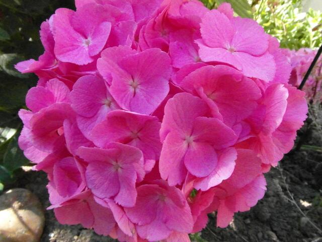 So wundervoll blühen meine Hortensien jetzt im Garten !!Wünsche Euch allen eine schöne Wochenendzeit !