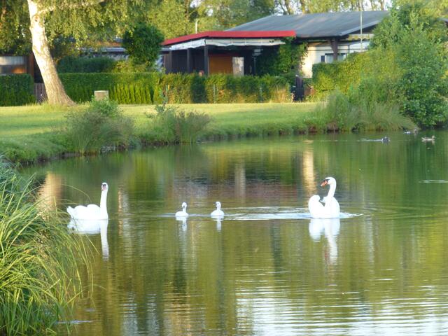Eine Schwanenfamilie auf dem Inheidener See