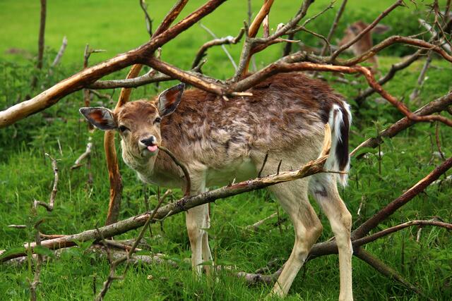 Ich weiß es leider nicht genau, aber ist es Damwild?