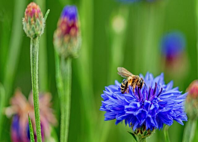 In der Bienenwiese im Kurpark