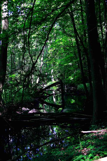 Urwald