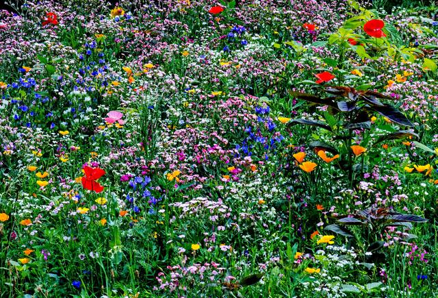 Sommerwiese im Kurparkkräutergarten, ein Insektrnparadies