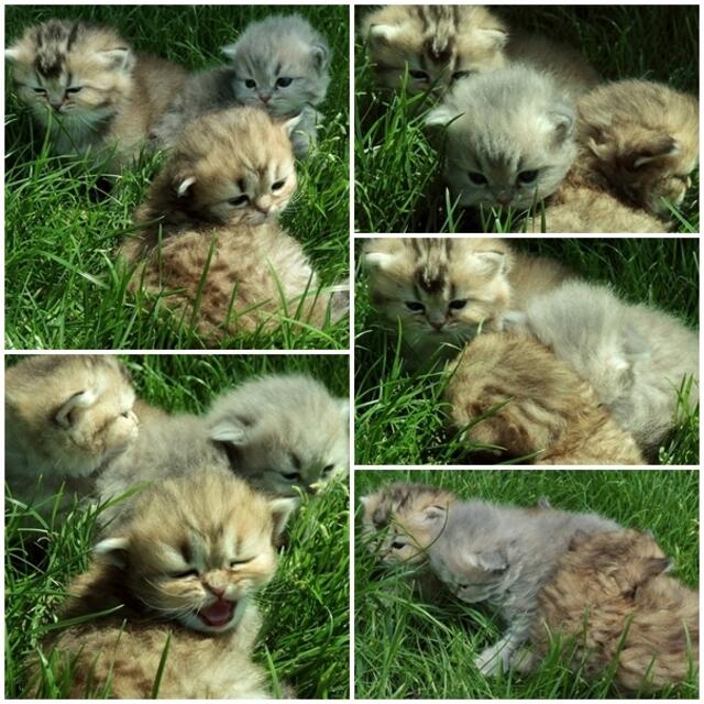 Noch finden die das Gras doof,im Nest bei Anabelle fühlen die sich noch wohler ;-)