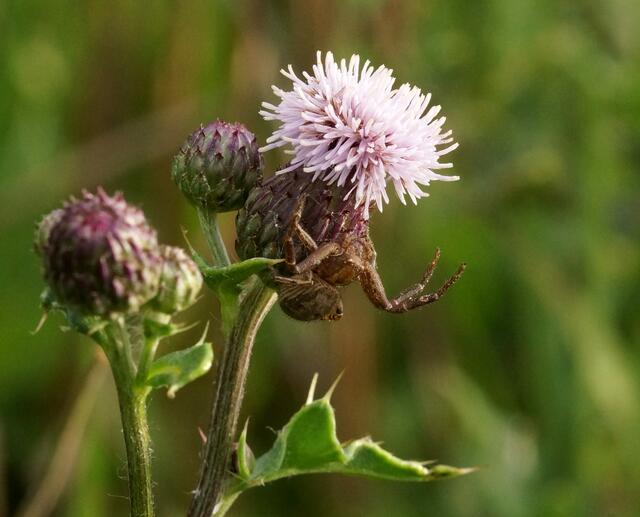 Hier sehen wir sie versteckt unter der Blüte der Kratzdistel. Die Krabbenspinne (Xysticus cristatus), die zu den Lauerspinnen gehört, hatte sich unter der Blüte versteckt und den Falter mit einem Biss mit dem stark wirksamen Gift aus ihren Kieferklauen getötet.