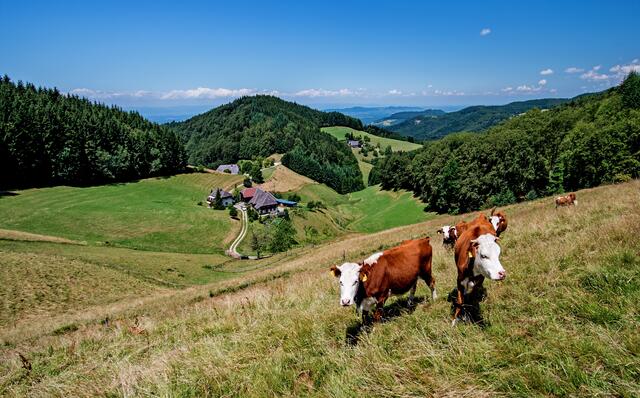 Vom Etzenbacherhöhenweg zu den Kohlerhöfen