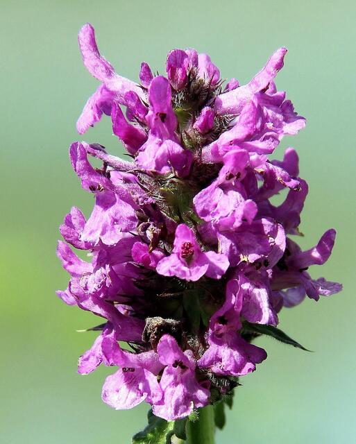 Echte Betonie/Gewöhnlicher Heilziest (Betonica officinalis)...............................(Blütendetail)