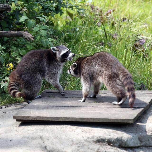 Du brauchst Dich gar nicht so aufzuplustern. Meine Mädchen-Deine Mädchen. Mädchen sind für alle da!