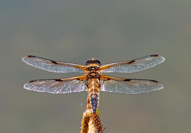 Vierflecklibelle