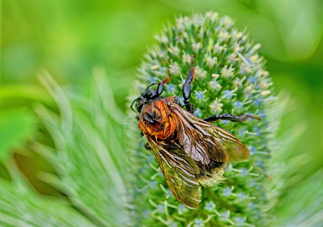 ? im Kurparkkräutergarten entdeckt