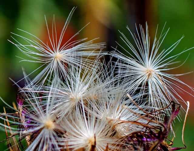 Verblühte Distel