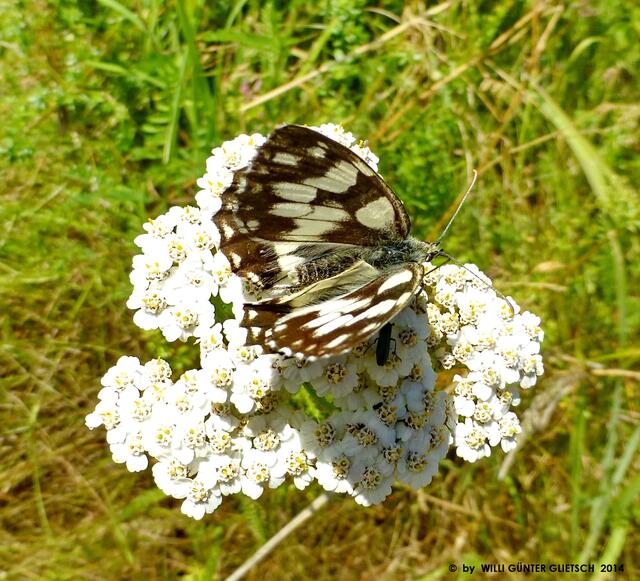 Schachbrett (Melanargia galathea)