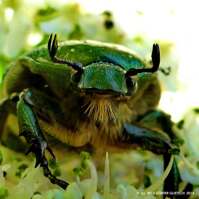 Gemeiner Rosenkäfer (Cetonia aurata)