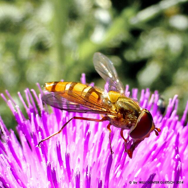 Gemeine Winterschwebfliege Episyrphus balteatus)