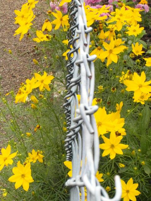 ..................................doch die Blumen sind frei,.......... und machen die Zauberei !