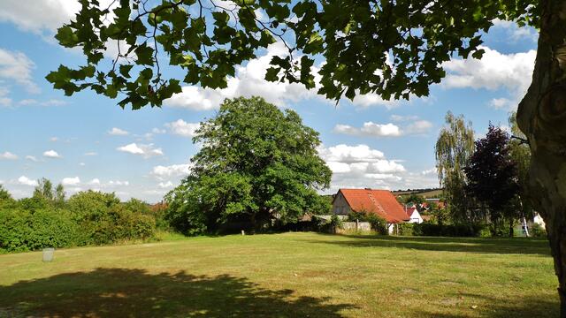 Walnussbaum im Bad Nebra - am 7.7.2014 !