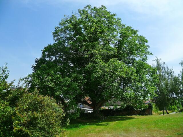 Walnussbaum im Bad Nebra - am 7.7.2014 !