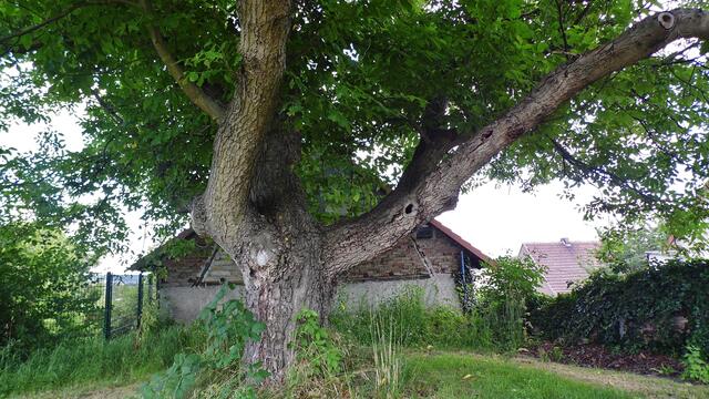 Walnussbaum im Bad Nebra - am 7.7.2014 !