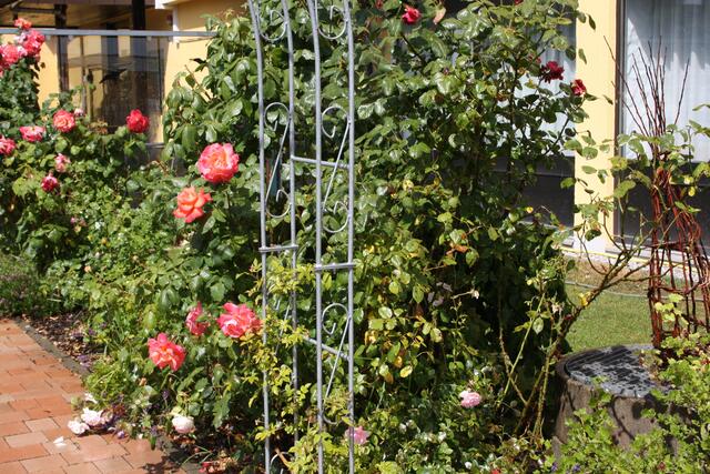 ...ein schöner Sonnentag im Garten...