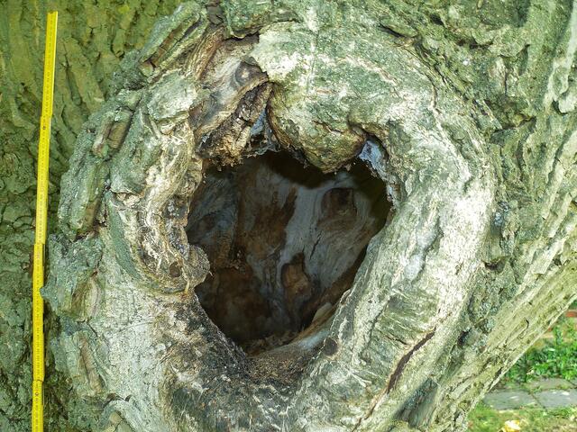 Walnussbaum im Bad Nebra - am 7.7.2014 !
