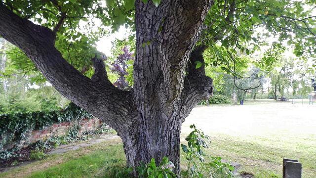 Walnussbaum im Bad Nebra - am 7.7.2014 !