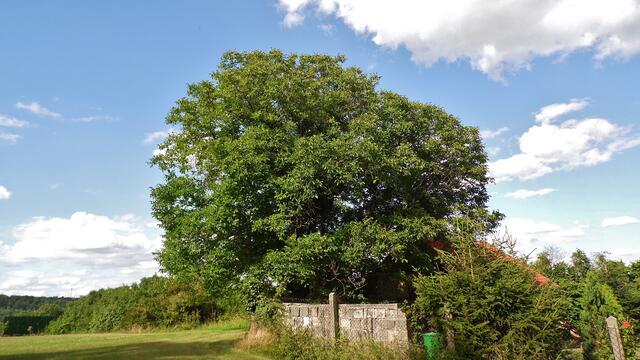 Walnussbaum im Bad Nebra - am 7.7.2014 !