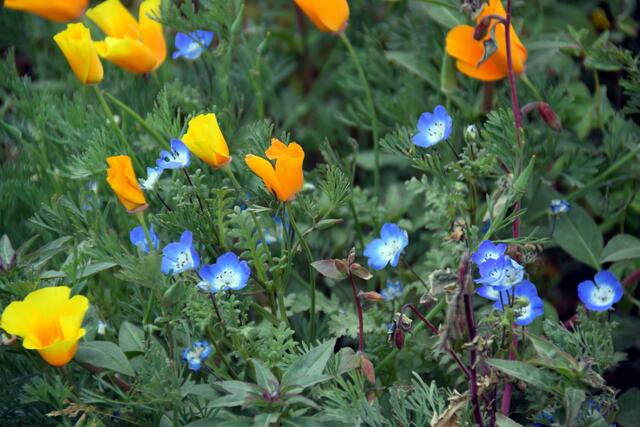 so etwas wächst in Kalifornien oft am Straßenrand, ganz besonders hübsch zu den zarten blauen Blümchen, haben mich an unsere Vergissmeinnicht in Deutschland erinnert