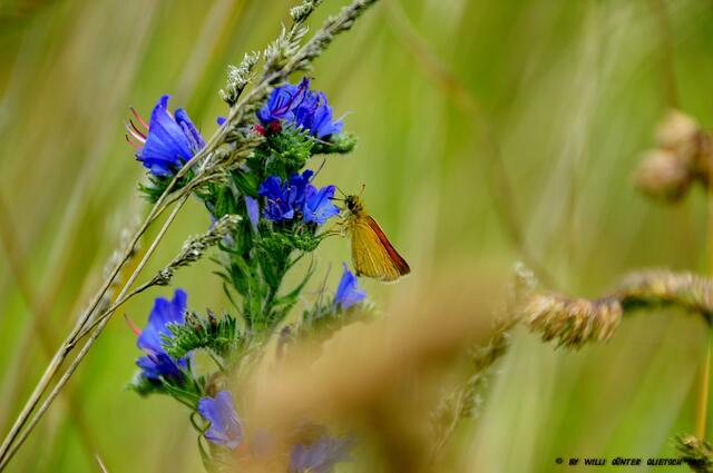 Blume + Schmetterling
