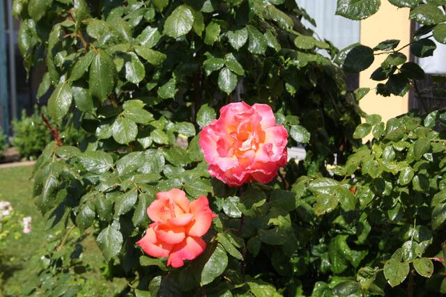 ...ein schöner Sonnentag im Garten...