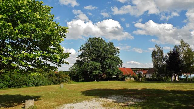 Walnussbaum im Bad Nebra - am 7.7.2014 !