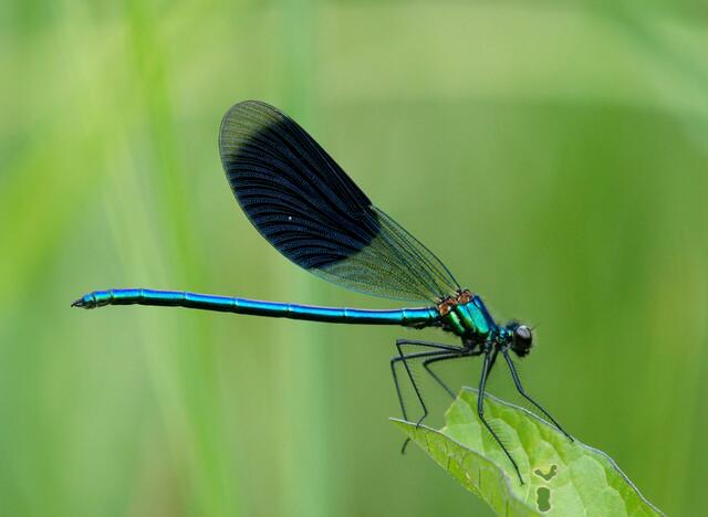 Die Gebänderte Prachtlibelle (Calopteryx splendens) ein Männchen. Der deutsche Artenname verweist auf das hier gut zu erkennende, dunkelblaue Band auf den Flügeln der Männchen. Die Größe der Flügelflecken variiert stark.