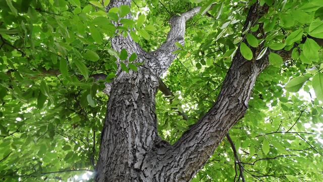 Walnussbaum im Bad Nebra - am 7.7.2014 !