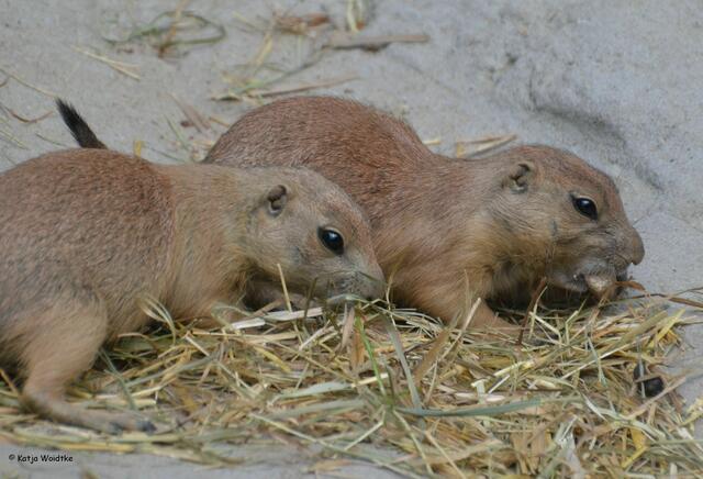 Possierlicher Nachwuchs bei den Präriehunden im Erlebniszoo Hannover (Foto: Katja Woidtke)