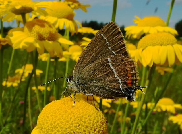 ein Bläuling, welcher nicht blau ist - Kreuzdorn-Zipfelfalter (Satyrium spini)