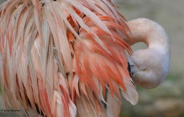 Flamingo bei der Gefiederpflege im Erlebniszoo Hannover (Foto: Katja Woidtke)