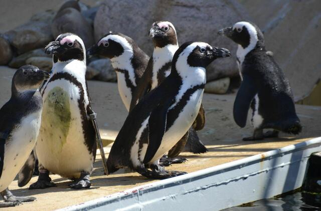Brillenpinguine bei der täglichen Fütterung im Erlebniszoo Hannover (Foto: Katja Woidtke)