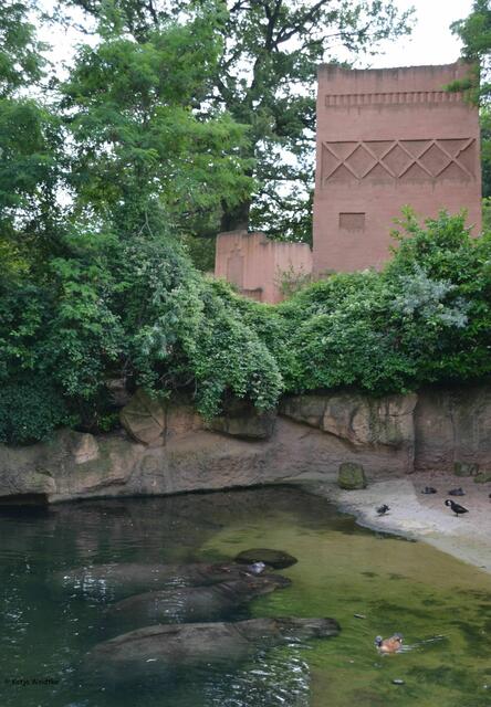 Wellness bei den Nilpferden im Erlebniszoo Hannover (Foto: Katja Woidtke)