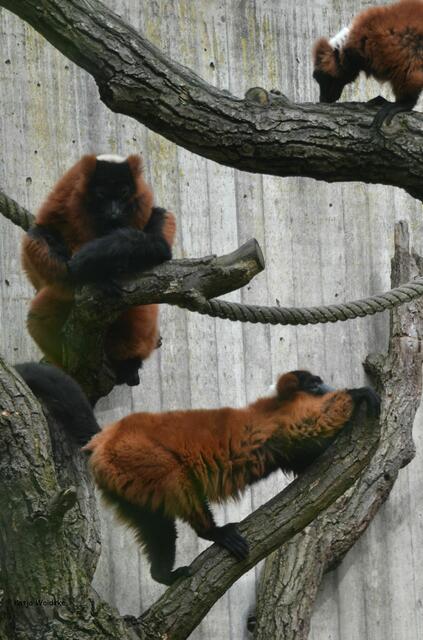 "Hast du schon wieder Rücken?" Rote Varis gehören zu den Lemuren. (Foto: Katja Woidtke)