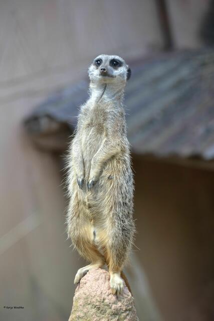 Die Erdmännchen im Erlebniszoo Hannover haben alles im Blick. (Foto: Katja Woidtke)
