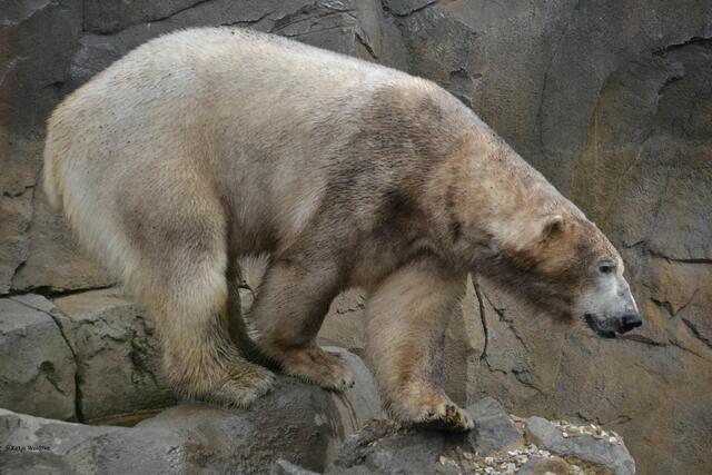 ...und haben ein Bad manchmal bitter nötig, damit aus einem "Braunbären"... (Foto: Katja Woidtke)