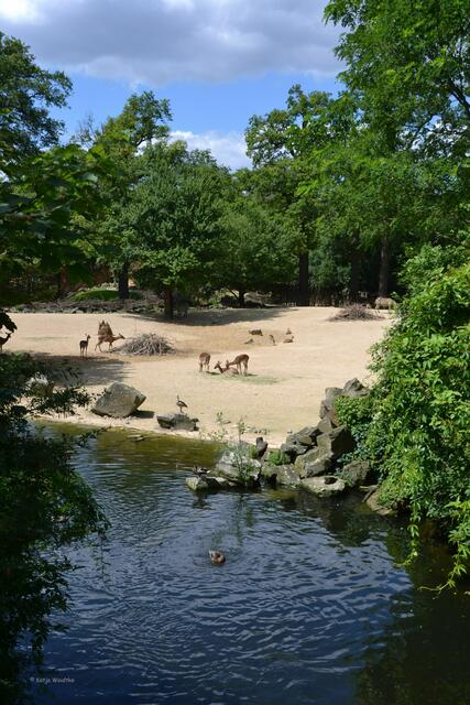 Auf dem Sambesi im Erlebniszoo Hannover können sie während einer Bootstour die Tiere Afrikas hautnah erleben. (Foto: Katja Woidtke)