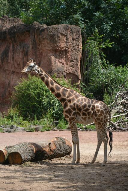 Giraffe im Erlebniszoo Hannover (Foto: Katja Woidtke)