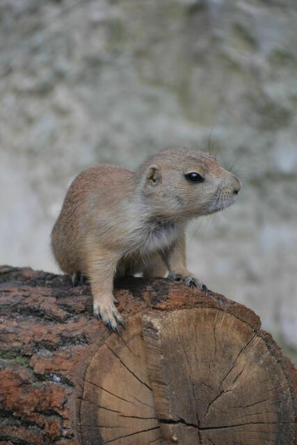 Besonders der Nachwuchs begeistert große und kleine Zoobesucher. (Foto: Katja Woidtke)